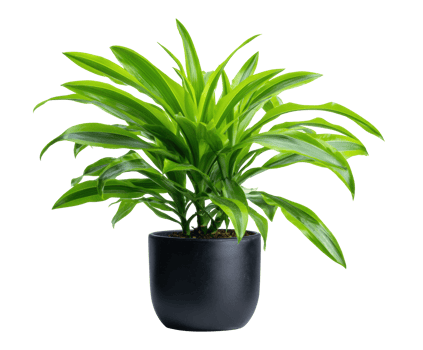 Indoor green plant in a modern black pot for home decor or design png