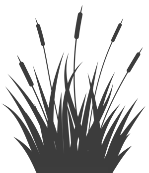 Swamp grass reed silhouette. Tall cattails. Water plants near river and lake bank. Bulrush high foliage flat illustration png