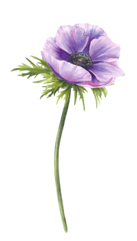 Anemone purple blue flower with stem, green leaves. Watercolor Pink and violet bud on isolated background. Realistic hand painted cute illustration for greeting, wedding invitation, card floral design png