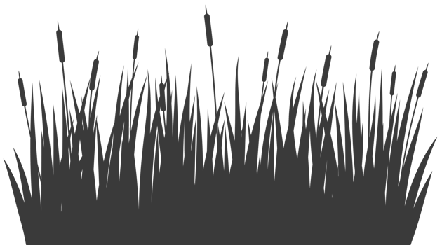 Swamp grass reed silhouette. Tall cattails near river and lake bank. Water bulrush plants. High foliage flat illustration png