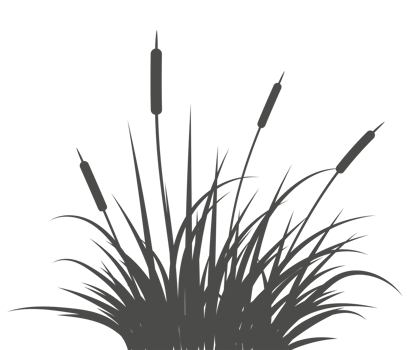 Grass reed silhouette. Swamp tall cattails. Aquatic plants near river and lake. Bulrush high foliage flat illustration png