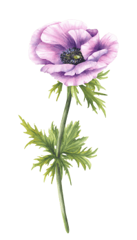 Anemone watercolor purple flower with stem, green leaves. Pink and blue bud with lilac delicate petal floral clipart. Isolated from background hand painted illustration for birthday, mothers day card png