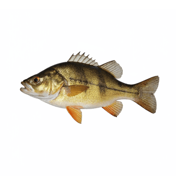 Perch Fish Isolated on Transparent Background with Clipping Path Detailed Freshwater Species png