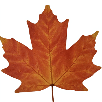 Autumn Orange Maple Leaf with Transparent Background Perfect for Seasonal Design and Decoration png