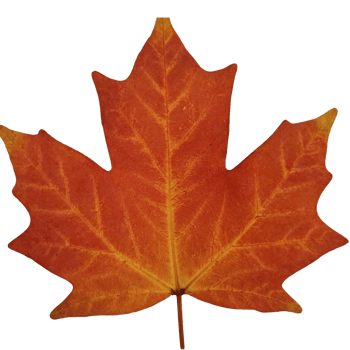 Autumn Orange Maple Leaf Isolated on Transparent Background with Clipping Path for Seasonal Design png