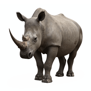 Realistic Rhinoceros Standing Side View with Transparent Background Clipping Path png