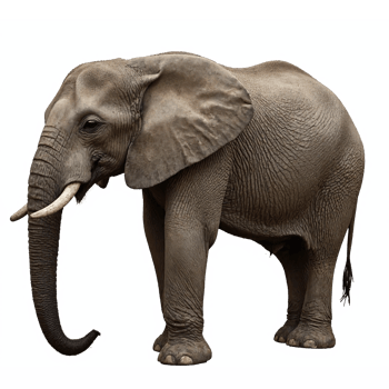 African Elephant Standing Side View Realistic with Transparent Background Clipping Path png