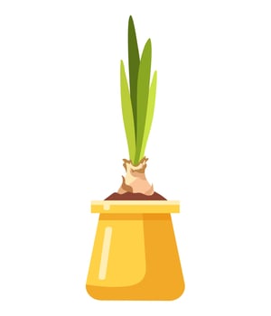 Indoor plant in yellow pot vector
