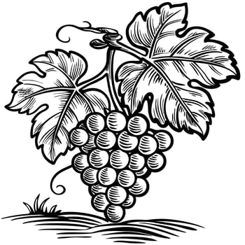 Grape bunch with leaves, hand drawn illustration black and white vine fruit, natural organic agriculture harvest concept vector
