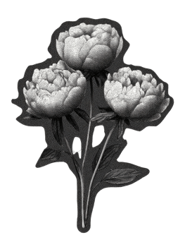 Vintage Peony Flowers In Retro Engraving. Botanical Illustration Isolated On Transparent Background png