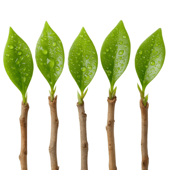 Five vibrant green leaves with water droplets on them sprouting from brown stems png