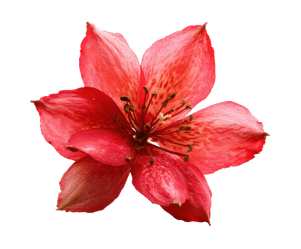 Vibrant red flower with delicate petals for design projects png