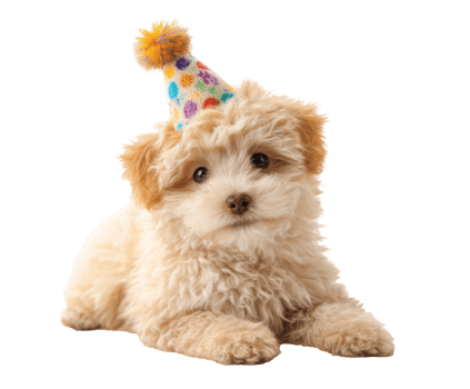 Cute puppy wearing a birthday hat celebrating its special day png