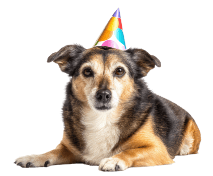 Happy dog wearing a colorful birthday hat for celebration png