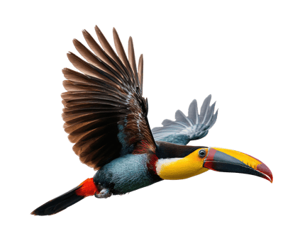 Colorful toucan in flight with vibrant plumage png