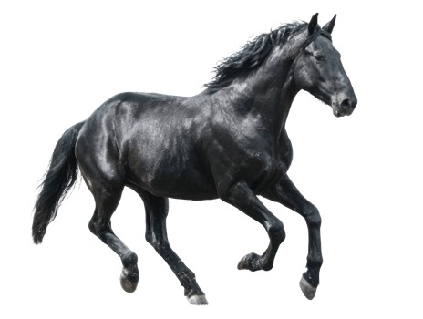 Majestic black horse running in a lush green field png