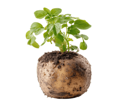 Fresh potato plant growing with vibrant green leaves above soil png