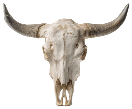 Buffalo skull with horns for rustic decor and natural art png