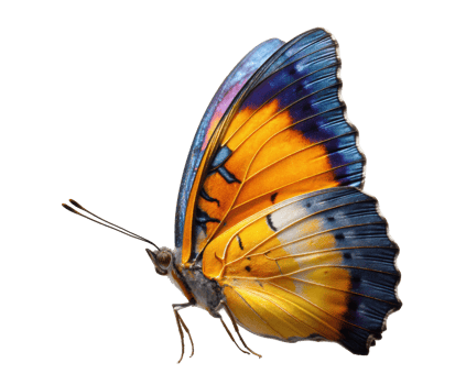 Bright butterfly with vibrant orange and blue wings in nature png