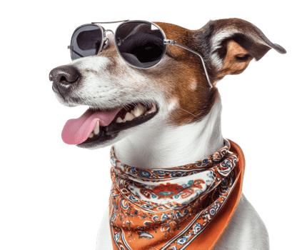 Dog wearing sunglasses and a scarf enjoying a sunny day png