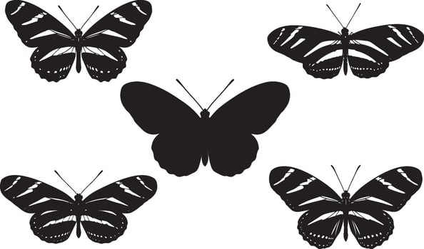 Zebra Butterfly Silhouette collection vector