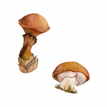 Suillus larch bolete slippery jack mushroom fungus. Single element hand drawn in watercolor. Autumn forest harvest, vegan cooking edible raw ingredient. Seasonal menu recipe cards, kitchen cookbooks vector