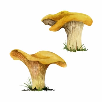 Golden chanterelle girolle mushroom fungus. Autumn forest harvest, vegan cooking edible ingredient. Single element hand drawn in watercolor. Wild food market, cookbook recipe menu cards, kitchen art vector