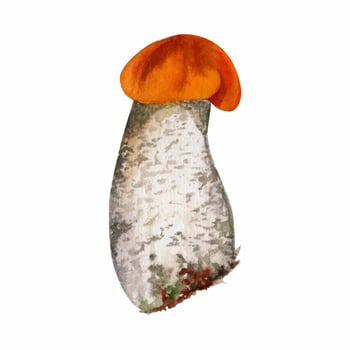 Birch aspen bolete cep leccinum mushroom fungus, scaber stalk. Single element hand drawn in watercolor. Autumn forest harvest, vegan cooking edible raw ingredient. Posters cards nature activity sheets vector