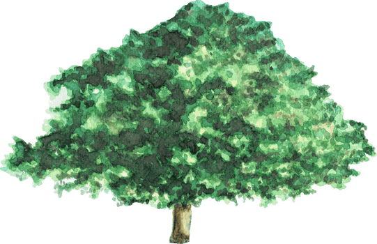 Big tree is painted by hands with watercolor in real fine art style png