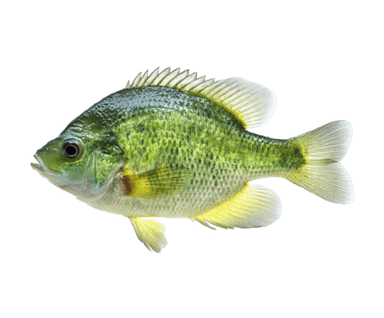 Colorful freshwater fish swimming in natural habitat environment png