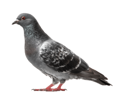 Gray pigeon standing elegantly on a clean surface png