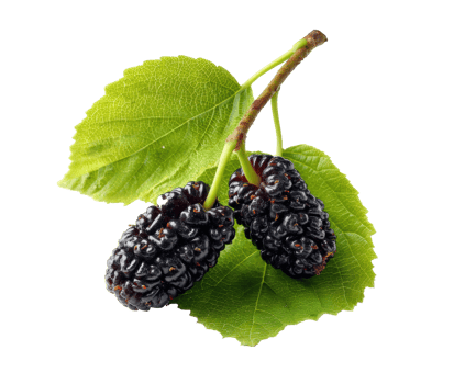 Fresh mulberries and greens for tasty snacks and treats png