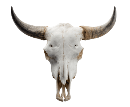 Iconic bull skull as a rustic decor element for nature lovers png