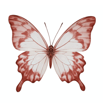 Brown White Butterfly with Detailed Wings Spread on Transparent Background Clipping Path png