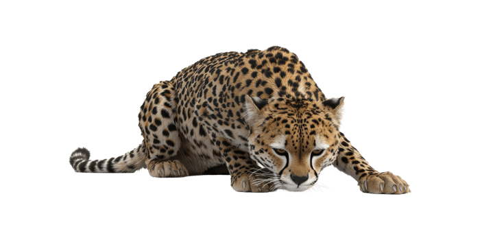 Crouching Cheetah. Wildlife And Predator Behavior In Focus Isolated On Transparent Background png