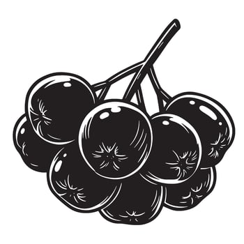 Artistic black and white illustration of freshly picked aronia berries on a branch vector