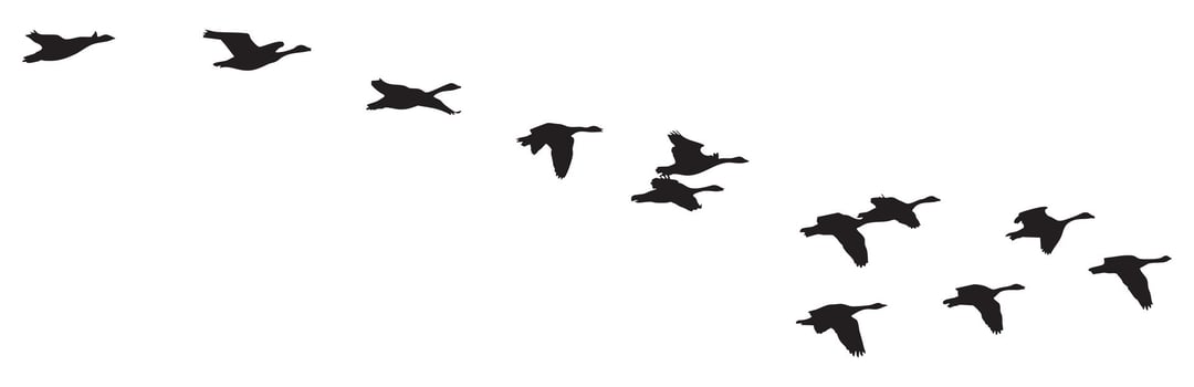 Flock of Wild Birds Flying in Formation Isolated on White Background vector