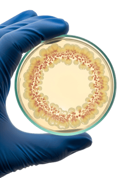 Hand holding petri dish with bacterial colonies isolated on transparent background, microbiology research png
