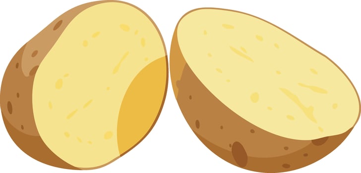 Potato vegetable fresh cut half natural healthy food ingredient nutritious organic cooking produce illustration vector