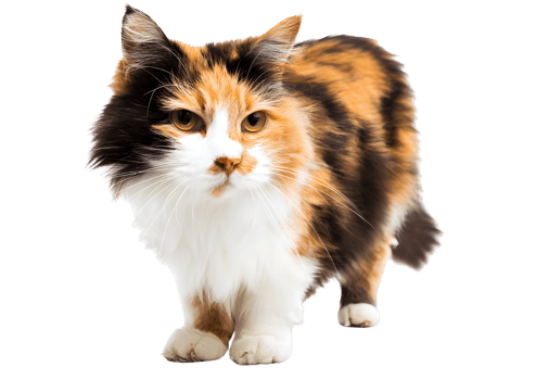Timid standing calico cat with wide eyes and a cautious stance on a transparent background in high-quality format. png