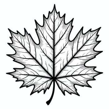 Black and white maple leaf illustration on white background vector