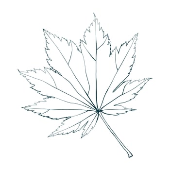 Hand-drawn maple fall leaf contour isolated on white background. Flat line style illustration. vector