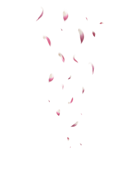 Pink Lotus Flower Petals Flying png