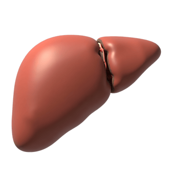 3D Human Liver Model Transparent Background Anatomy Image png