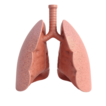 3D Human Lungs Model Transparent Background Anatomy Image png