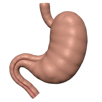 3D Human Pancreas Model Transparent Background Anatomy Image png