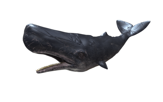 Glide Through the Infinite png