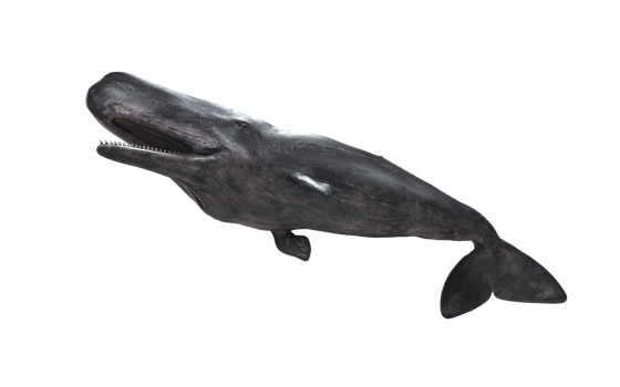 Silent Monarch of the Deep png