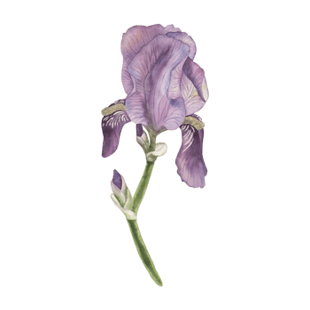 Watercolor illustration of purple iris flower with green leaves. Hand-drawn botanical floral clipart, vintage style, perfect for spring decor, wedding invitations, garden themes, packaging, postcard png