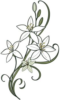 Close-up of the Star of Bethlehem flower arranged beautifully and decorated with vines vector